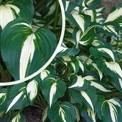 Hosta 'Undulata Mediovariegata' heeft prachtig blad