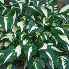 Hartlelie - Hosta 'Undulata Mediovariegata'