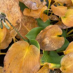 Hosta sieboldiana 'Elegans' im Herbst