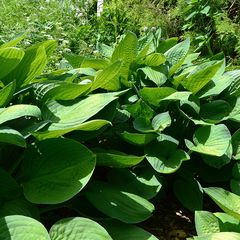 Großblättrige Hosta sieboldiana 'Elegans'