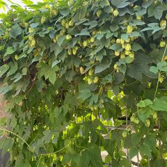 Schlingpflanze Hopfen - Humulus lupulus
