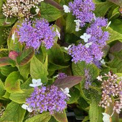 Hortensia - Hydrangea involucrata