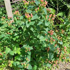 Hypericum tuinplanten