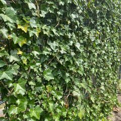 hedera haag met bloemen kopen