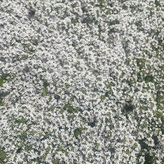 Rijke bloei van de thymus albiflorus begin juni