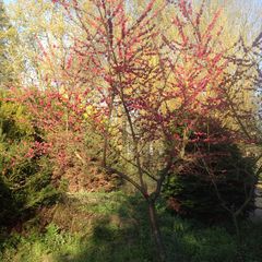 Perzik boom - Prunus persica 