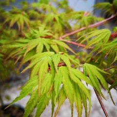 Japanse Esdoorn - Acer japonicum 'Aconitifolium' - Fraai blad