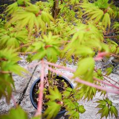 Acer japonicum 'Aconitifolium' - Diep ingesneden blad