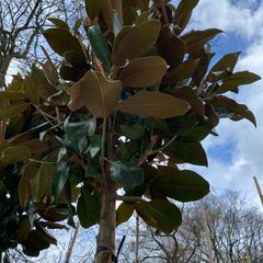 Beverboom - Magnolia grandiflora als hoogstam