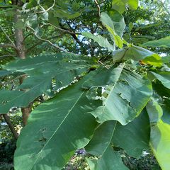 grootbladige magnolia