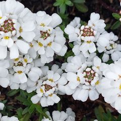 Witte bloemen Scheefkelk - Iberis sempervirens 'Snowflake'