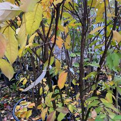  Indische sering - Lagerstroemia 'Natchez' Herfst