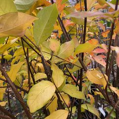 Indische sering - Lagerstroemia 'Natchez' (November)