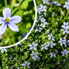 Blauwe grondkruiper - Isotoma fluviatilis