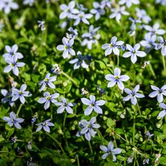 Bodembedekker Blauwe grondkruiper - Isotoma fluviatilis