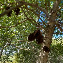 Italiaanse els - Alnus cordata