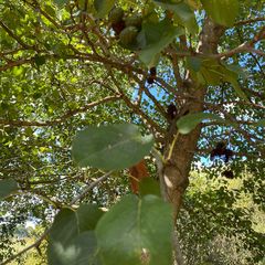 Blad Italiaanse els - Alnus cordata