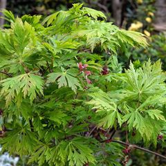Japanse Esdoorn - Acer japonicum 'Aconitifolium'