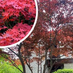 Japanse Esdoorn - Acer palmatum 'Bloodgood'