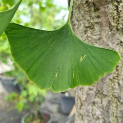 Japanse Notenboom 'Ginkgo biloba' bladstructuur boomsoort loofboom naaldboom