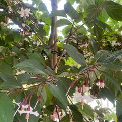 Japanischer Storaxbaum in voller Blüte