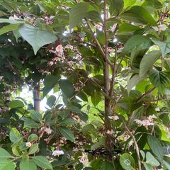 Japanischer Storaxbaum - Styrax japonicus 'Purple Haze'