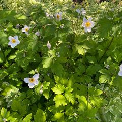 Japanse anemoon - Anemone rupicola 'Ruffled Swan'