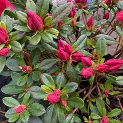 Japanse azalea - Rhododendron 'Arabesk'