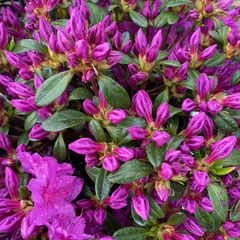 Japanse azalea - Rhododendron 'Koningsstein'