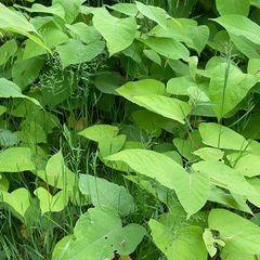 Fallopia japonica