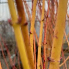 Detail Japanse esdoorn - Acer palmatum 'Bi-Hoo'