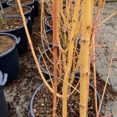 Japanse esdoorn - Acer palmatum 'Bi-Hoo' stam