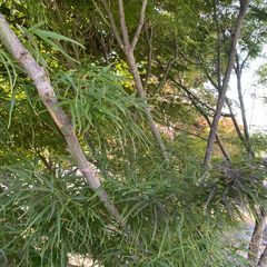 Acer palmatum 'Linearilobum' middelgrote, compacte boom