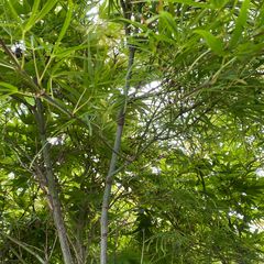 Japanse esdoorn - Acer palmatum 'Linearilobum'