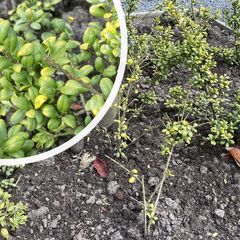 Japanische Stechpalme - Ilex crenata 'Green Hedge