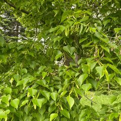 Blad Japanse linde - Tilia cordata japonica