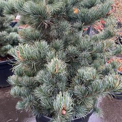 Japanse pijnboom - Pinus parviflora 'Negishi'