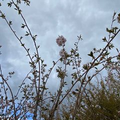 Japanse sierkers - Prunus 'Accolade'