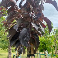 Japanse sierkers hoogstam - Prunus serrulata 'Royal Burgundy'