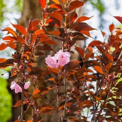 Japanse-sierkers-hoogstam-Prunus-serrulata-Royal-Burgundy.jpg