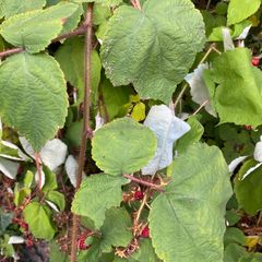 Japanse wijnbes - Rubus phoenicoelasius