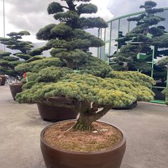 Japanse-witte-den-Pinus-parviflora-Glauca.jpg