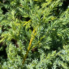 Wacholder - Juniperus squamata 'Blue Carpet'.