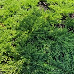 Jeneverbes - Juniperus horizontalis