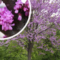 Judasboom - paarse bloei in het voorjaar