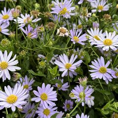 Zomeraster - Kalimeris incisa 'Blue Star'