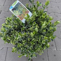 Kardinaalsmuts-Euonymus-japonicus.jpeg