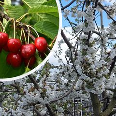 Kersenboom in bloei - Prunus Avium