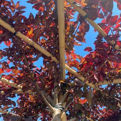 Zierpflaume - Prunus cerasifera 'Nigra' Dachform
