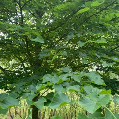 Winterlinde, Kleinbladige linde - Tilia cordata